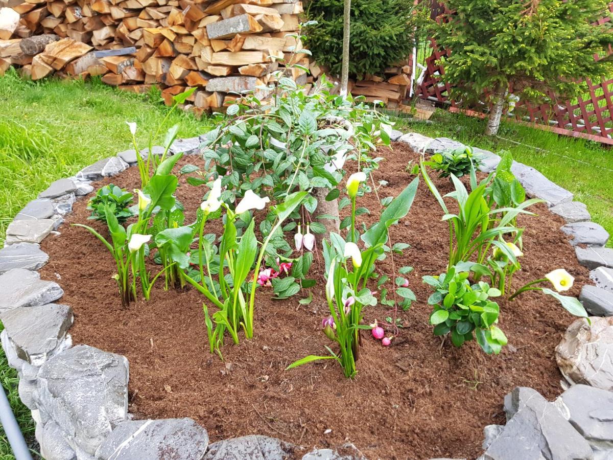 Vila Alunis Buşteni Exteriör bild