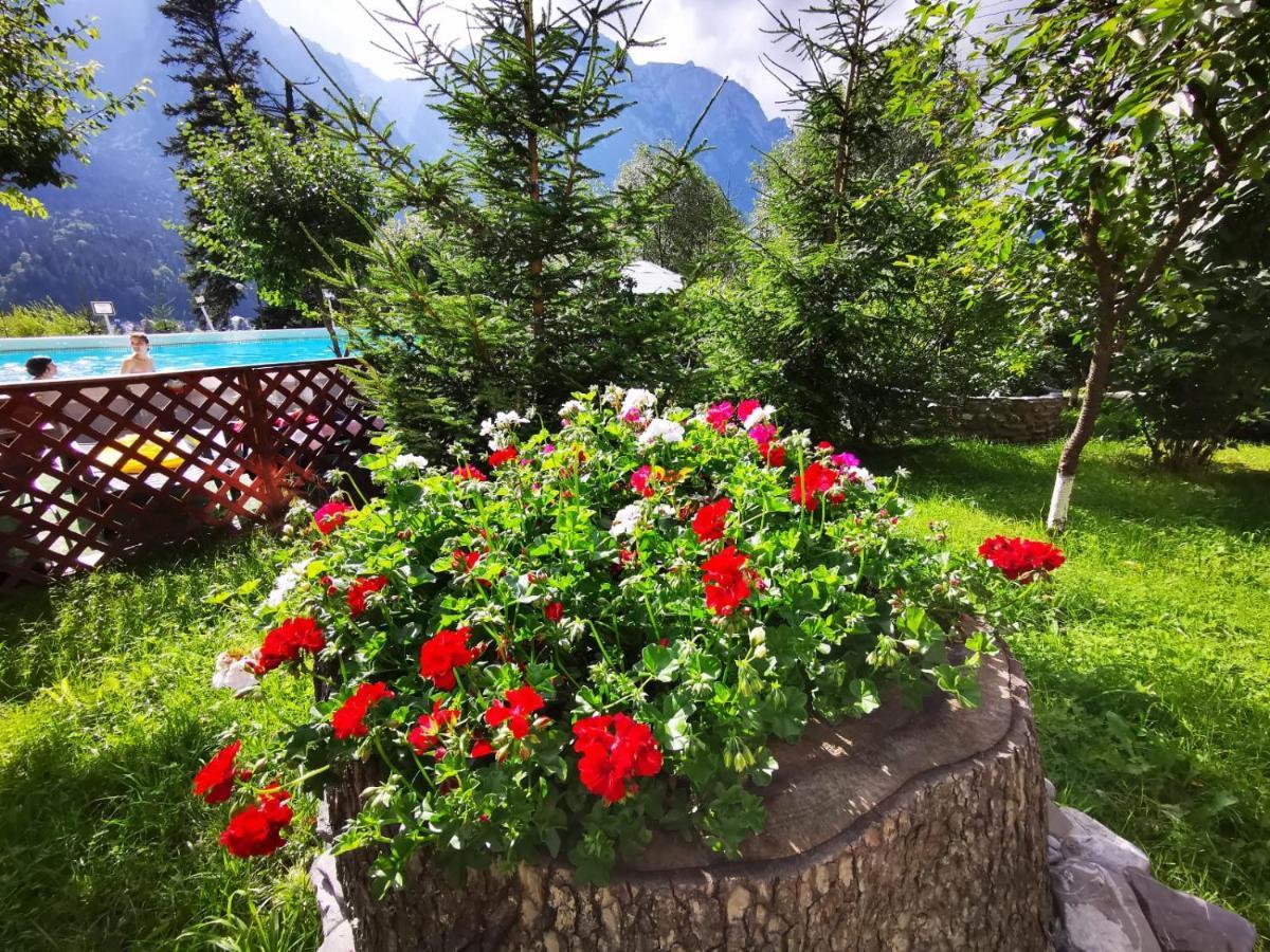 Vila Alunis Buşteni Exteriör bild